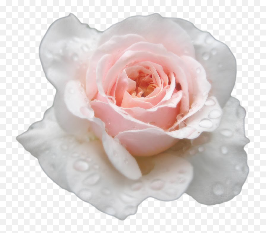 Download Single White Rose Png - Transparent Roses Tumblr White Pink Roses Photography,Rose Transparent