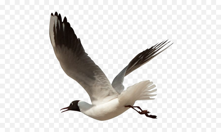 Download Ocean Birds Png Image High Quality Hq - High Resolution Flying Bird Hd,Birds Png