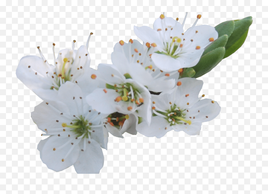 White Flowers Png Gallery Flower - White Cherry Blossom Png,White Flowers Png