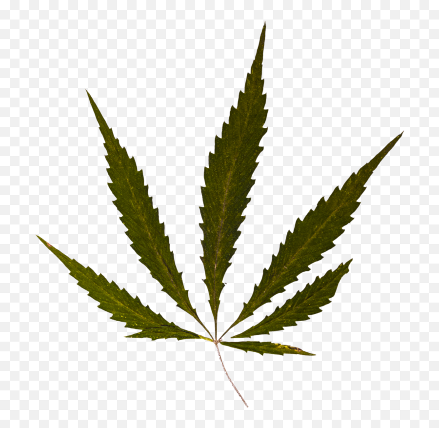 Weed Psd By Barlogpl - Cannabis Clipart Full Size Clipart Cannabis Png,Cannabis Png
