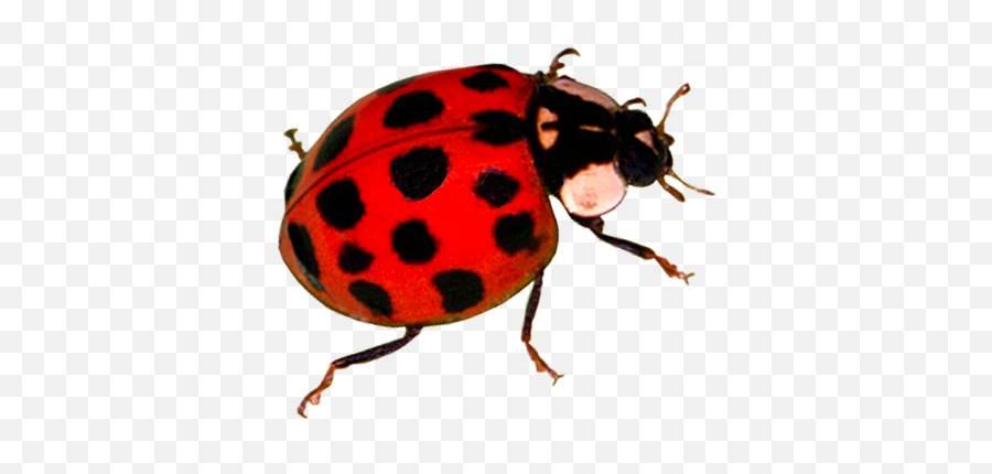 Asian Lady Beetles - Ecoshield Pest Control Asian Lady Beetle Transparent Png,Beetle Png