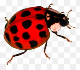Asian Lady Beetles - Ecoshield Pest Control Asian Lady Beetle Transparent Png,Beetle Png