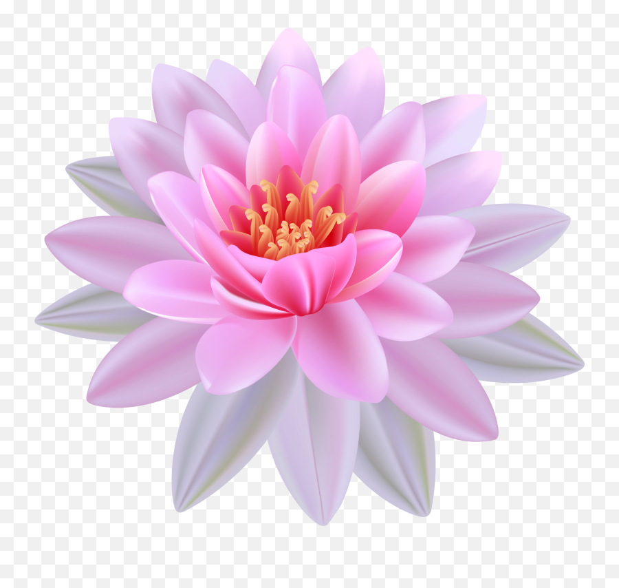 Lily Waterlily Transparent U0026 Png Clipart Free Download - Ywd Water Lily Flower Png,Lily Transparent Background