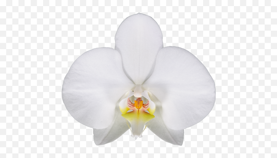 Las Palmas - Phalaenopsis Sanderiana Full Size Png Phalaenopsis Sanderiana,Palmas Png