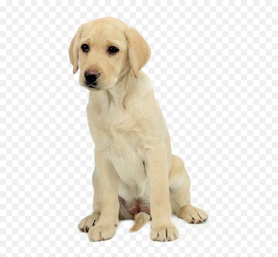 Labrador Retriever Png Hd - 2 Month Old Golden Retriever Puppy,Golden Retriever Transparent Background