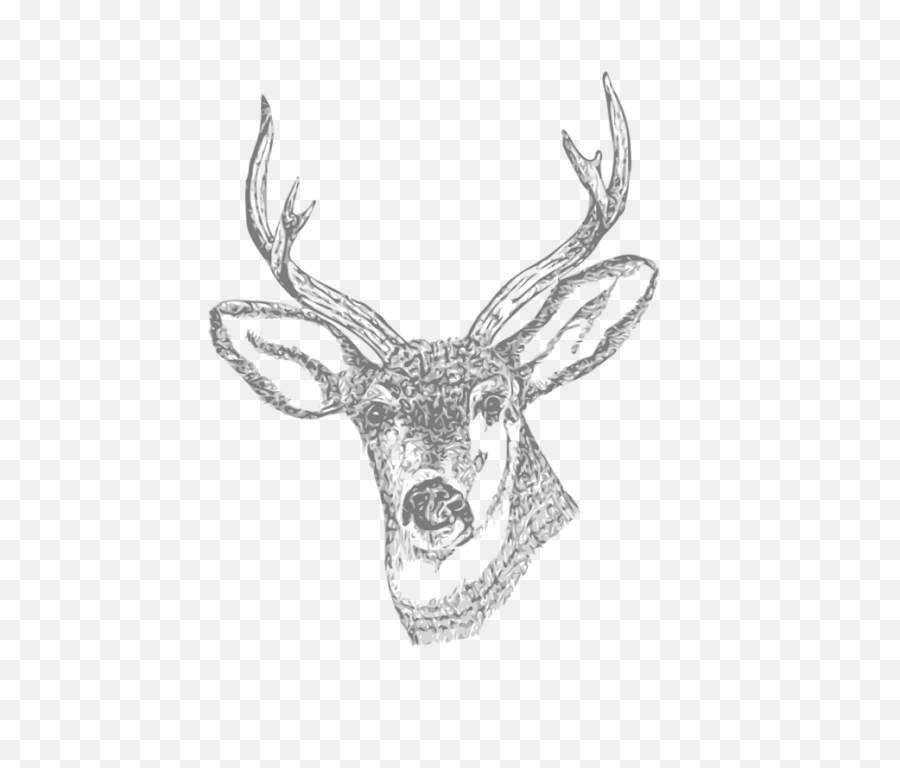 Buck Head Stag - Free Vector Graphic On Pixabay Clipart Deer Transparent Png,Deer Antlers Png