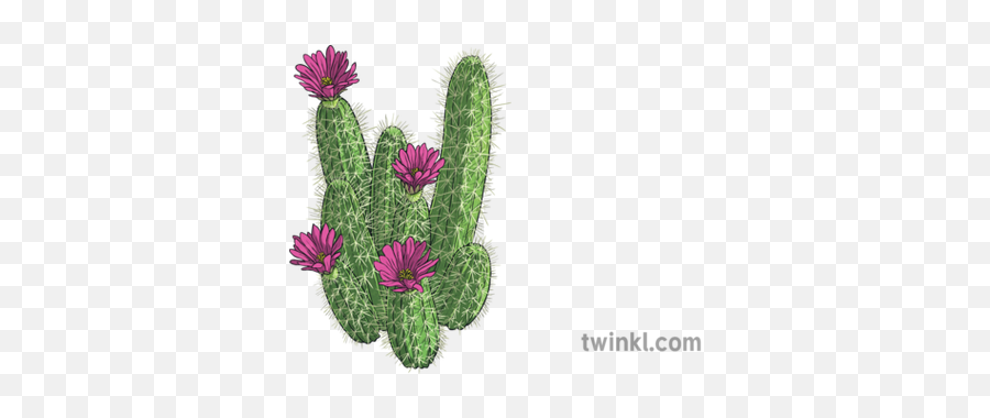 Hedgehog Cacti Plants Succulents Ks2 Illustration - Twinkl Weberocereus Png,Succulents Png