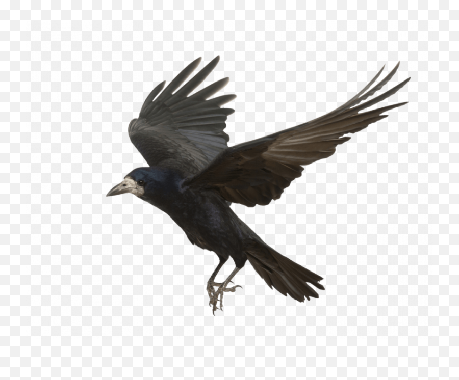 Transparent Bird Png - Flying Crow,Crow Transparent Background