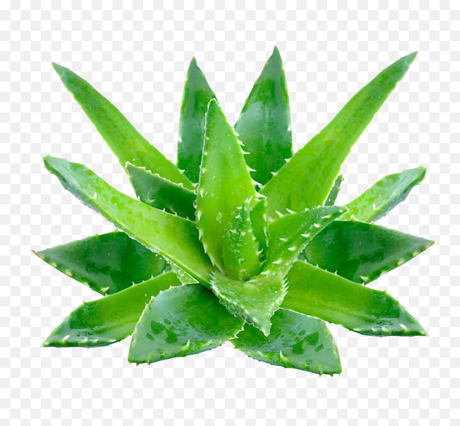 Aloe Vera Png High - Aloe Barbadensis Leaf Extract,Aloe Png