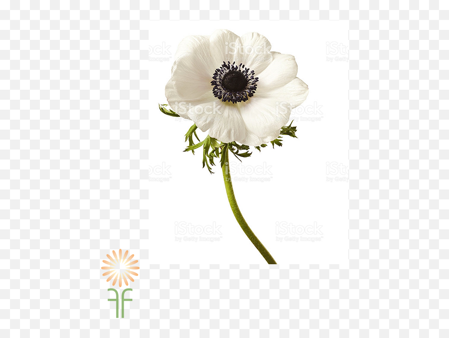 Download Anemone - Anemonas Flor Png,Anemone Png