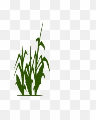 Corn Stalk Png Clip Arts For Web - Clipart Black And White Corn Stalks,Corn Stalk Png