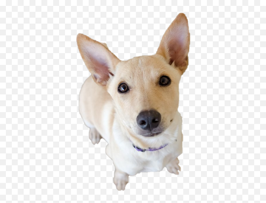 Dog Looking Png Transparent - Teddy Roosevelt Terrier,Dog Ears Png