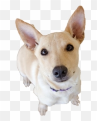 Dog Looking Png Transparent - Teddy Roosevelt Terrier,Dog Ears Png