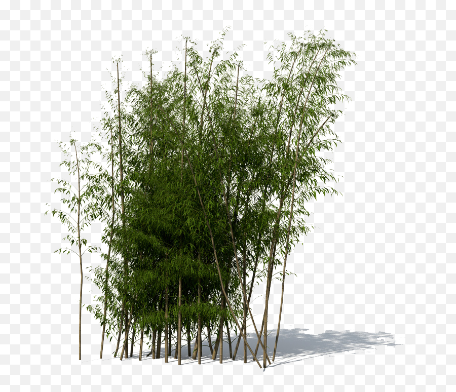 Download Bamboo Png File 059 - Transparent Bamboo Tree Png,Png File Download