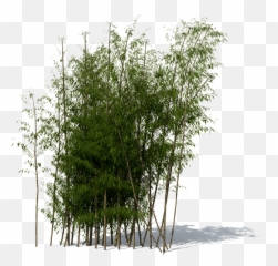 Download Bamboo Png File 059 - Transparent Tree