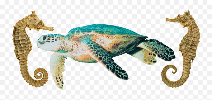 Seahorse Sea Turtle Flippers - Free Photo On Pixabay Hawksbill Sea Turtle Png,Sea Turtle Png