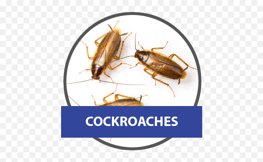 Download Small Cockroach Png Image With No Background - Types Of House Cockroaches,Cockroach Png