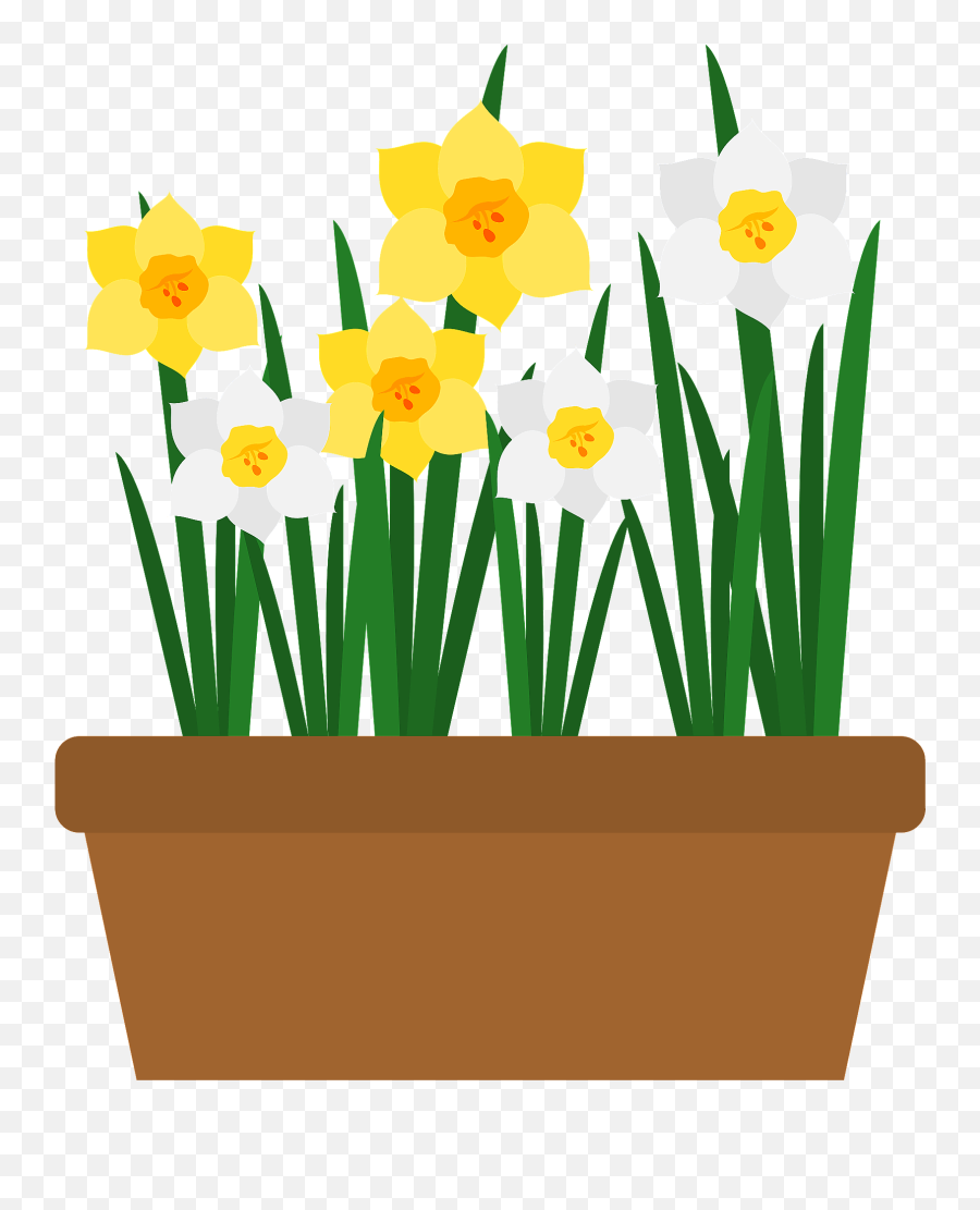 Narcissus Flower Clipart - Narcissus Flower Clipart Png,Daffodil Png