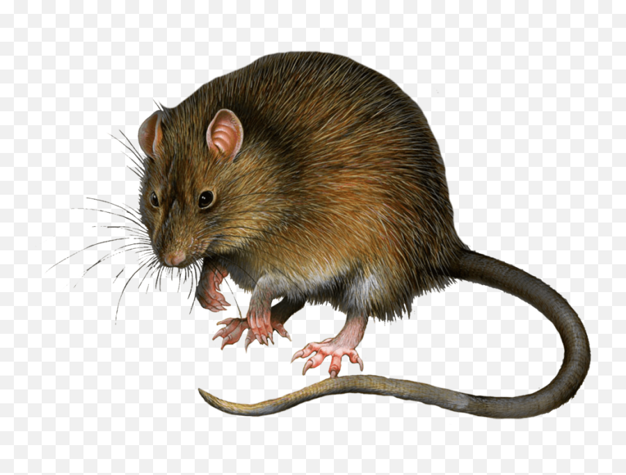 Download Mouse Rat Png Image Hq - Rat In Green Screen,Rodent Png