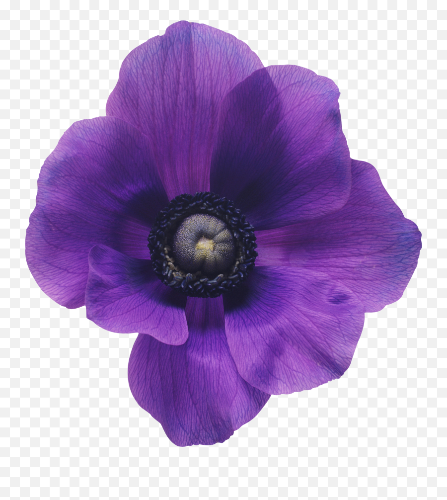 Purple Spring - Dreamland Anemone Purple Flower Art Png,Purple Flowers Png