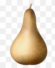 Download Vector Pumpkin - Full Size PNG Image PNGkit European Pear