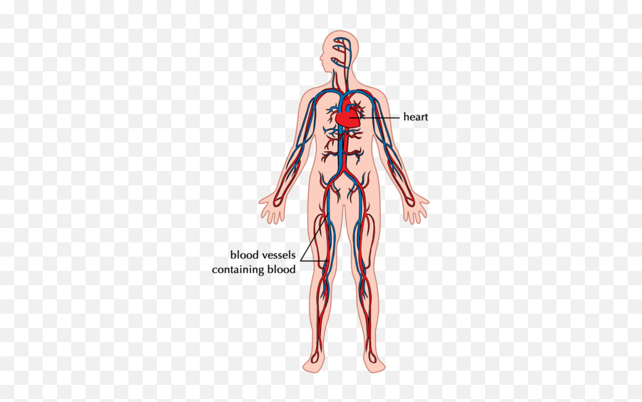 The Digestive System Systems In Human Body Siyavula Png