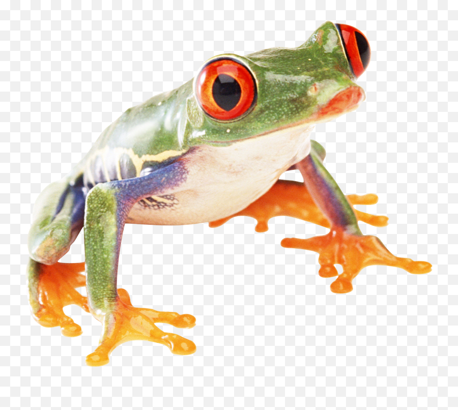 Frog Png - Frog Transparent Background Frog Png,Transparent Frog