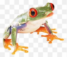 Frog Png - Transparent Background