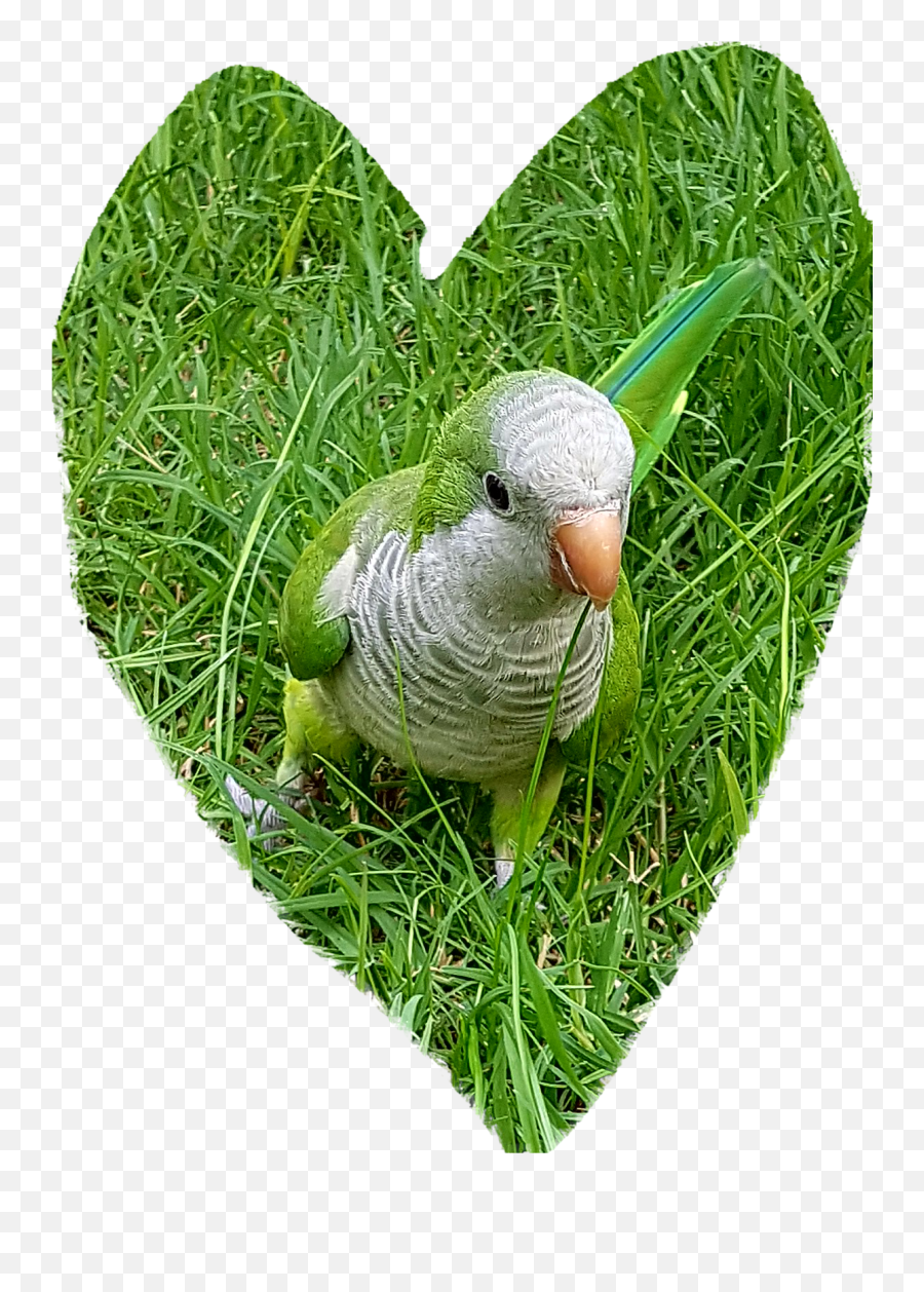 Itu0027s 1 Month Today Since We Lost Our Gorgeous Quaker Parrot - Monk Parakeet Png,Quaker Icon