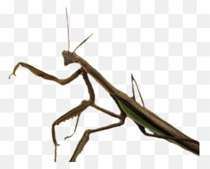 Download Mosquito Close Up Transparent Png - Stickpng Insect Walking Stick Transparent Background,Mosquito Transparent