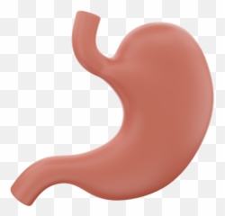 Stomach Icon - Download in Glyph Style Language png