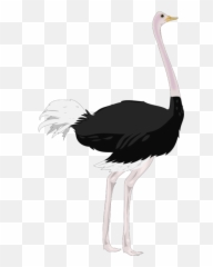Ostrich Png Svg Clip Art For Web - Download Art Clipart