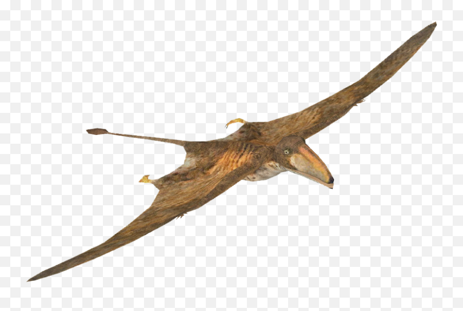 Pterosaurs Png Images Transparent Free - Walking With Dinosaurs Peteinosaurus,Pterodactyl Png