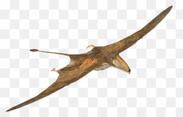 Pterosaurs Png Images Transparent Free - Walking With Dinosaurs Peteinosaurus,Pterodactyl Png