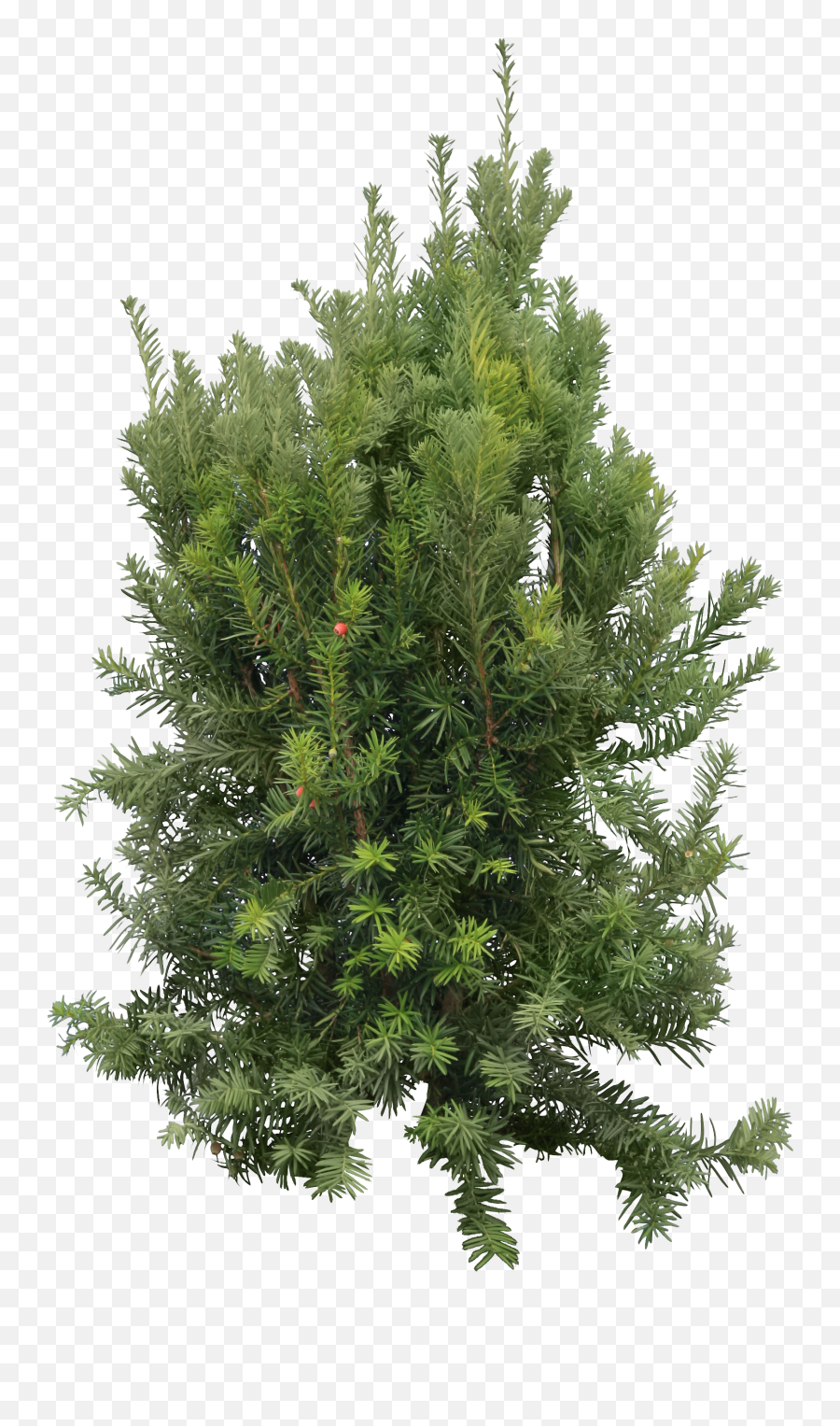 Fir - Tree Png Image Evergreen Trees Png,Pine Tree Transparent Background