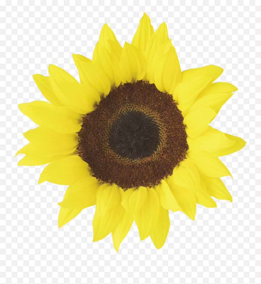 Png Background - Clipart Sunflower Printable,Transparent Sunflower