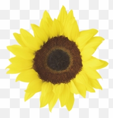 Png Background - Clipart Sunflower Printable