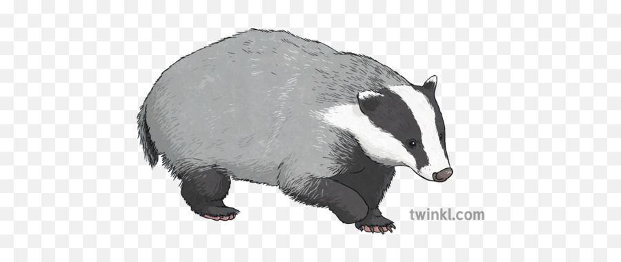 Badger 2 Illustration - European Badger Png,Badger Png