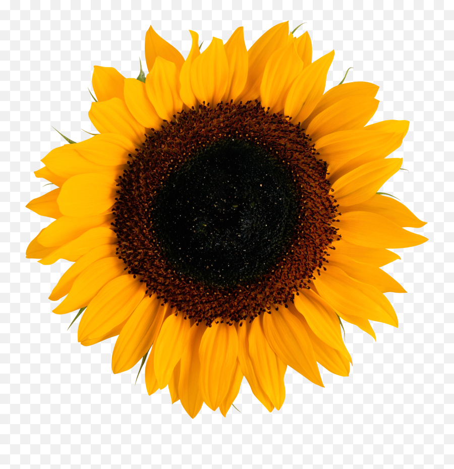 47 Sunflower Png Image Download Free - Vector Sunflower Png,Headlight Png