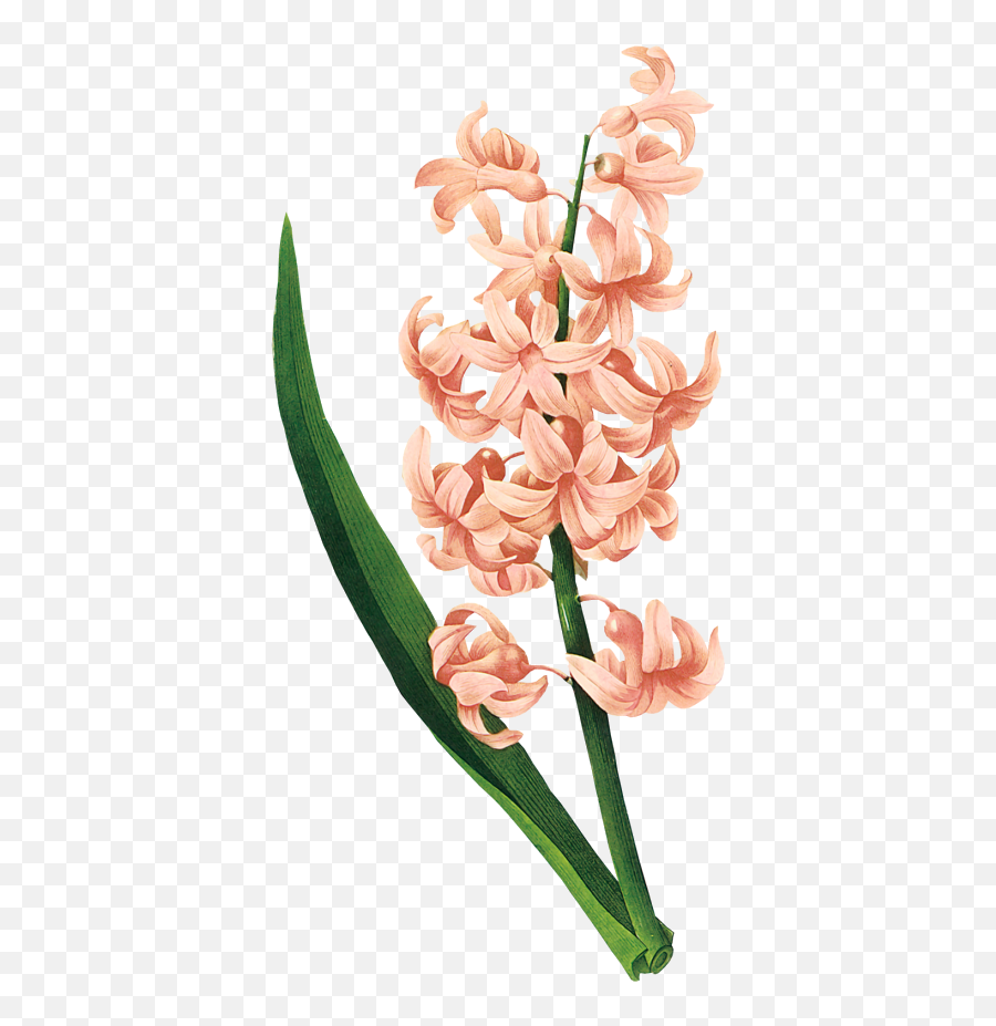 Download Hyacinth Plant Des Fleurs Illustration Belles - Botanical Pierre Joseph Redouté Png,Flower Illustration Png