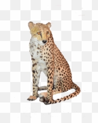 Sitting Cheetah Png Download Image - Cheetah Png Sitting,Cheetah Png