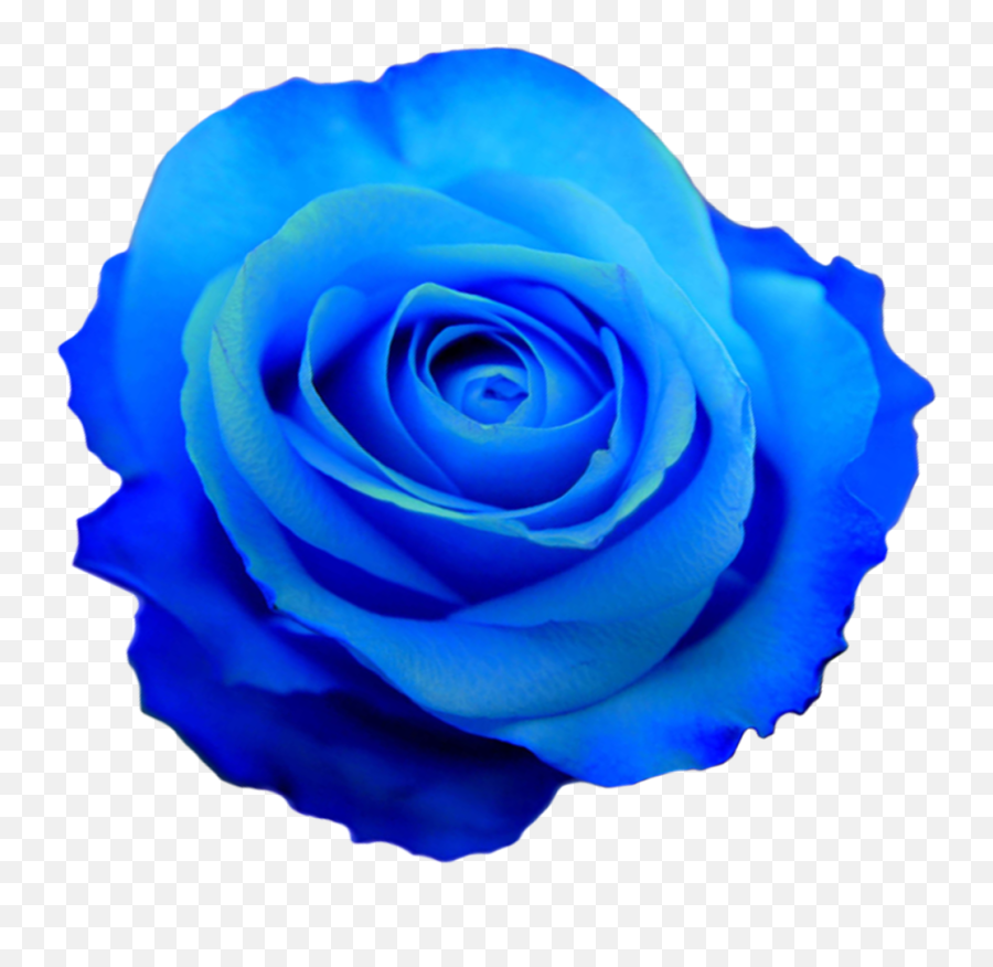 Tumblrml0g17raez1rm6jd7o11280png Rose Flower Photos - Blue Flower Transparent Png,Rose Emoji Png
