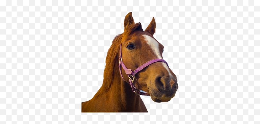 Horse Without Back Png Transparent Image 9 - Free Pet Adoption Center Ds,Horse Transparent Background