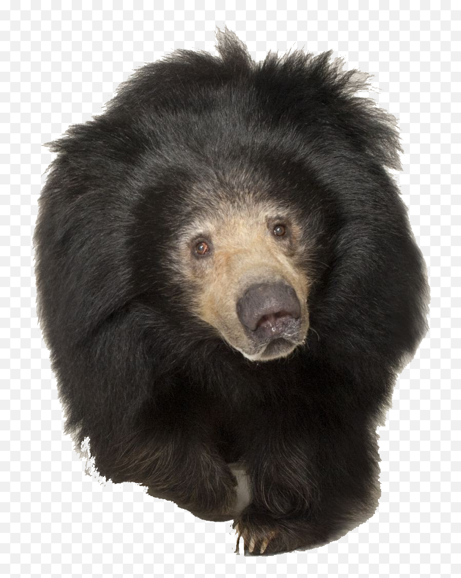 Sloth Bear Png Transparent Image - Sloth Bear Png,Bear Transparent