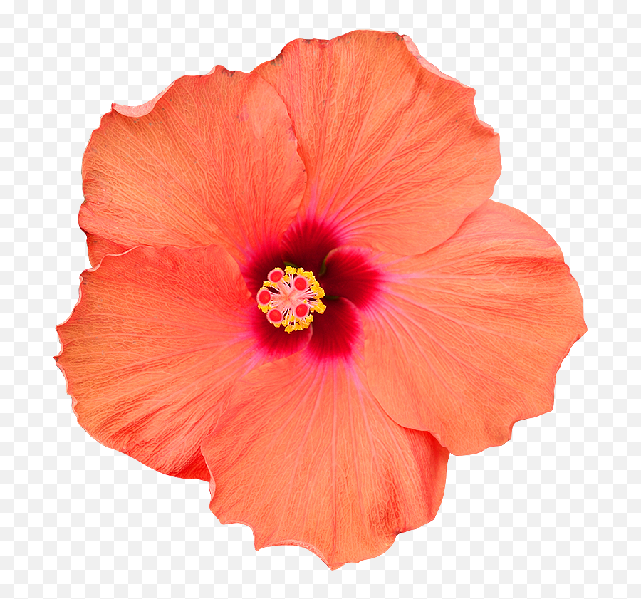 Fleur Hibiscus Png 3 Image - Fleurs Png Fond Transparent,Hibiscus Png