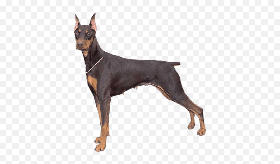 Doberman Pinscher Transparent Png - Doberman Pinscher,Doberman Png