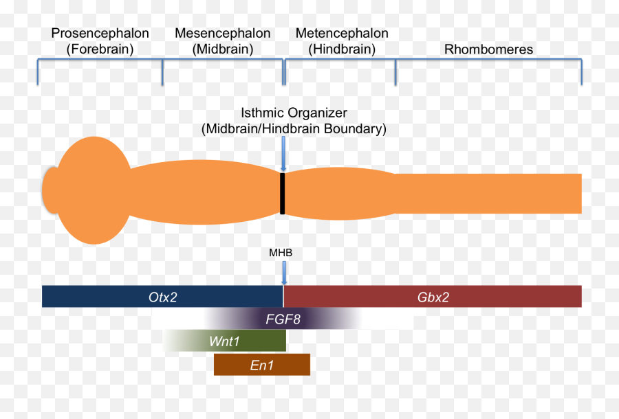 Fileisthmic Organizer Tfs And Signaling Moleculespng - Isthmic Organizer,Molecules Png