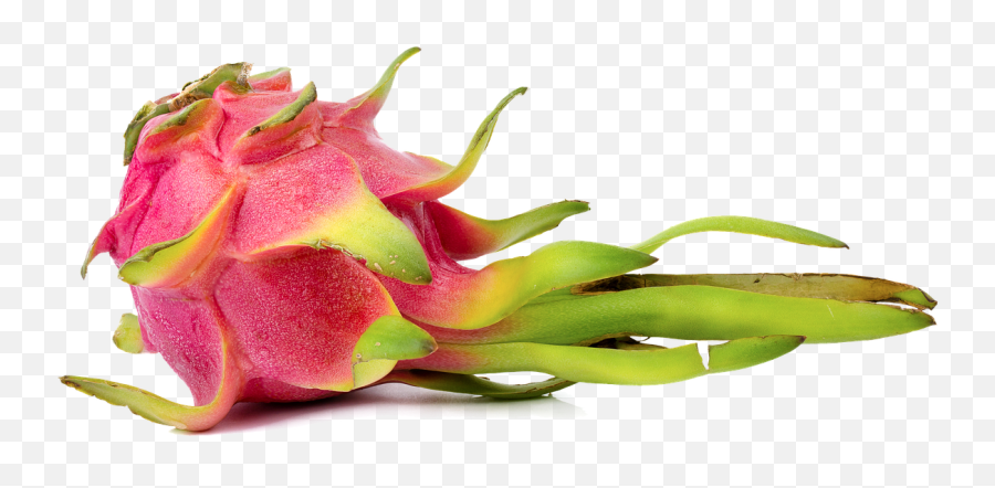 Dragon Fruit Red Dragonfruit - Pitaya Png,Dragon Fruit Png