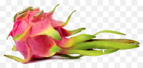 Dragon Fruit Red Dragonfruit - Pitaya Png,Dragon Fruit Png