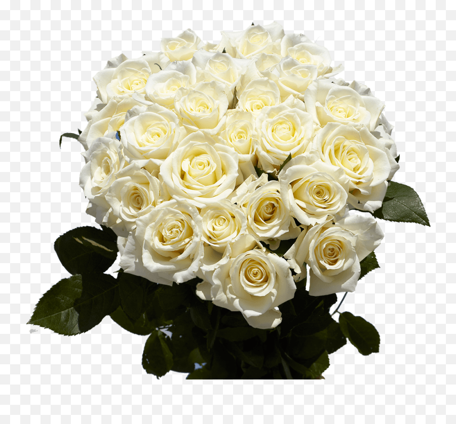 Big Roses Bouquets 2 Dozen White Special - Flower Bouquet Png,White Rose Transparent